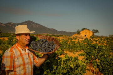 Wine Blogs