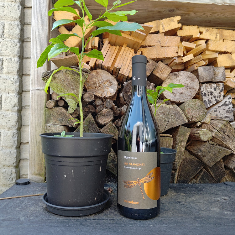 150 TRAMONTI Primitivo Salento IGT 2021 Vang Đỏ Organic Italy 🇮🇹