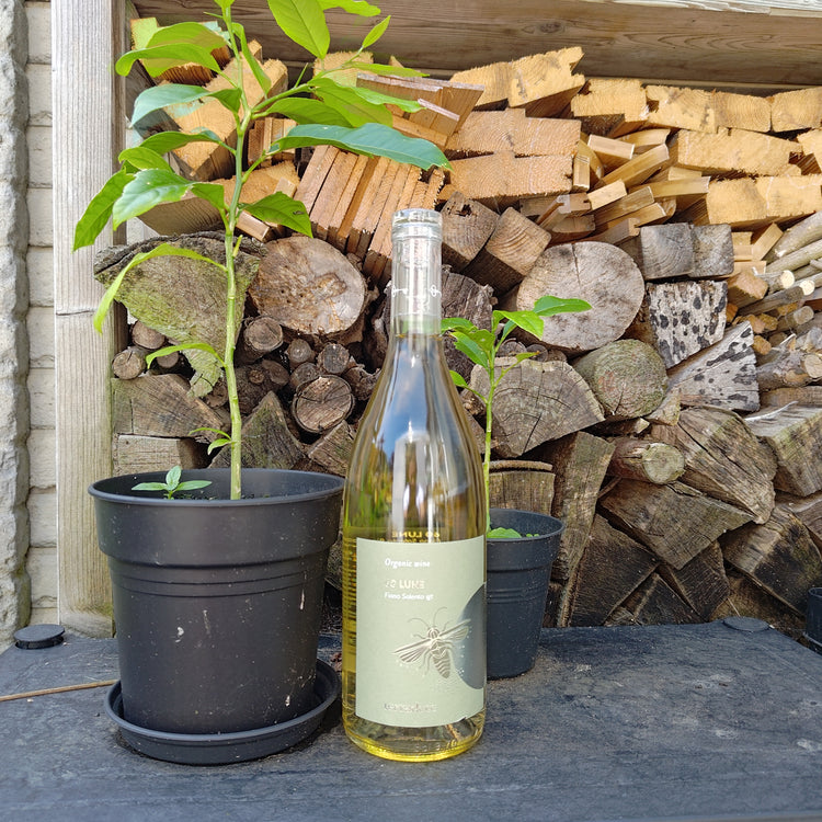60 LUNE Fiano Salento IGT 2023 Vang Trắng Organic Italy 🇮🇹