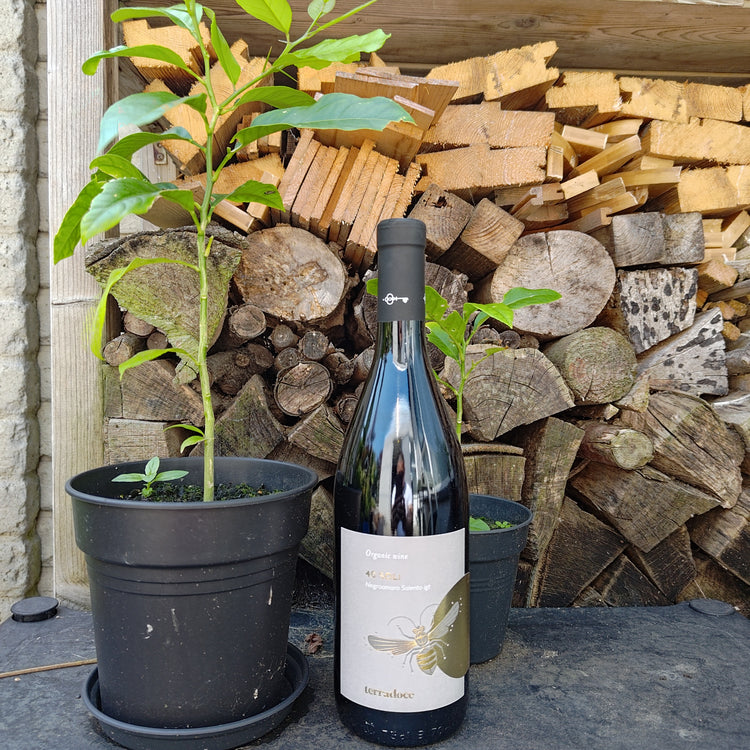 40 SOLI Negroamaro Salento IGT 2022 Vang Đỏ Organic Italy 🇮🇹